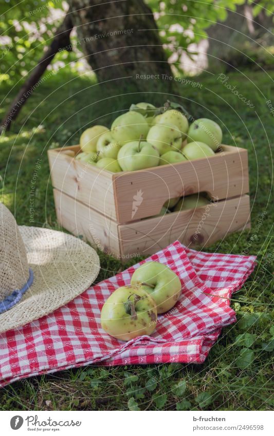 orchard meadow, apple harvest Food Fruit Picnic Organic produce Gardening Summer Box Wood Fresh Good Sweet Fruittree meadow Meadow Apple Hat Napkin