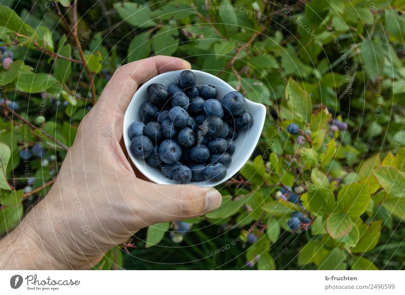 blueberry harvest Food Fruit Organic produce Vegetarian diet Bowl Healthy Leisure and hobbies Man Adults Hand Fingers Summer Bushes Agricultural crop Garden