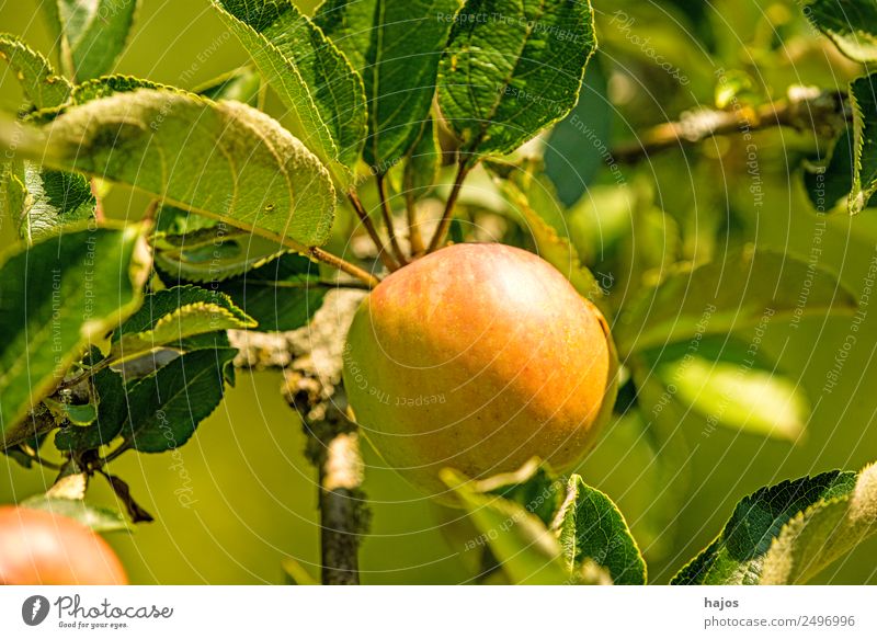 ripe apple on a tree Apple Healthy Mature Red Green Tree Apple tree Fruit Vitamin C Eating Nature Sowing Product Agriculture Summer Colour photo Exterior shot
