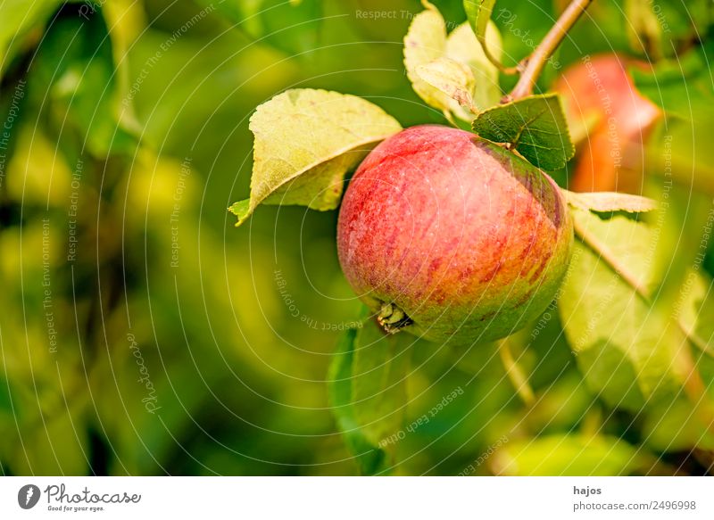 Apple, ripe on the tree Red Mature Juicy salubriously Tree Apple tree Summer Autumn Green Nutrition Vitamin C Eating Generator Agriculture fruit product