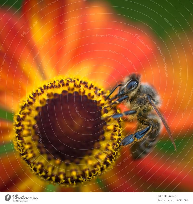 spin the wheel Beautiful Summer Garden Work and employment Eyes Environment Nature Plant Animal Elements Flower Blossom Wild animal Bee 1 Collection Esthetic