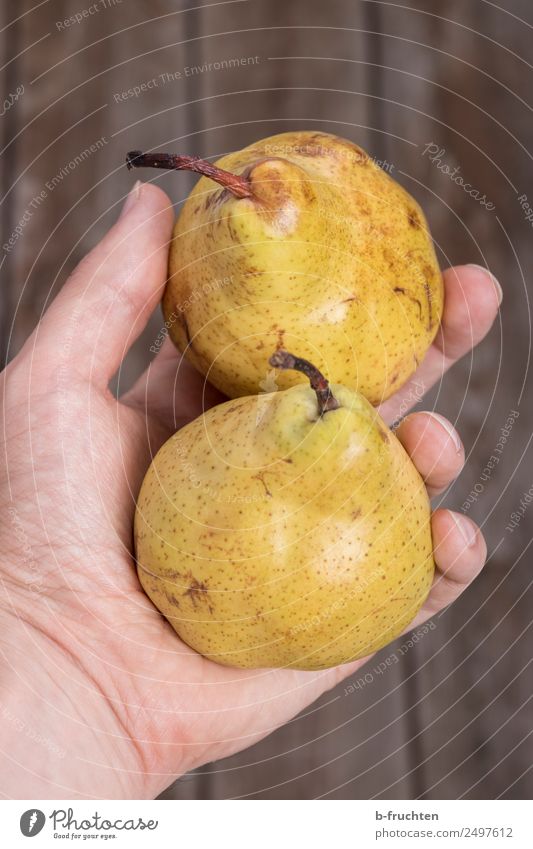A pair of pears in your hand Food Fruit Picnic Organic produce Healthy Man Adults Hand Fingers Summer Select To hold on Fresh Pear Harvest In pairs 2 Retentive