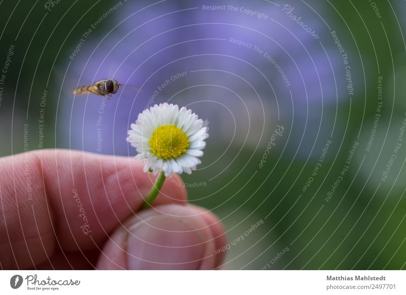 Insect in approach Fingers Environment Nature Plant Animal Flower Blossom Daisy Fly 1 To hold on Flying Natural Yellow Green Contentment Serene Relaxation