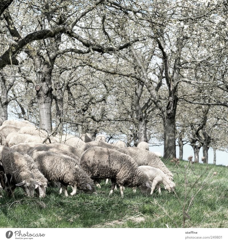Talk is sheep Spring Tree Meadow Farm animal Sheep Lamb Group of animals To feed Wool Baaa Colour photo Exterior shot Day Central perspective