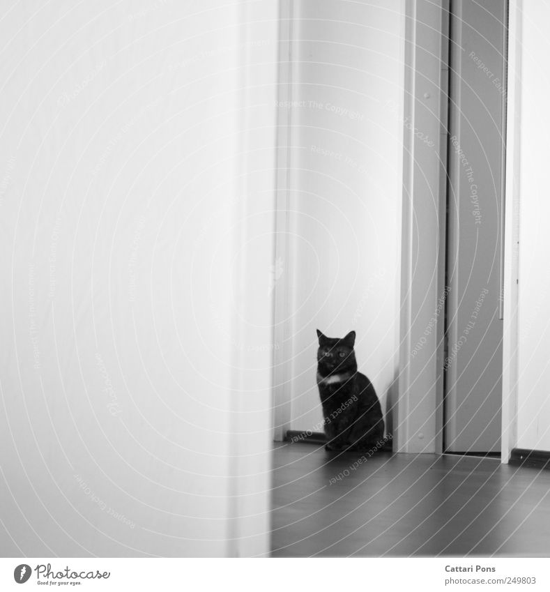 dot. Animal Pet Cat 1 Observe Looking Sit Bright Thin Beautiful Wall (building) Wait Loneliness Individual Hallway Striped Hide Camouflage Black & white photo