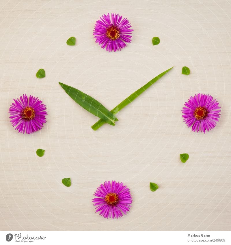 flower clock Design Summer Nature Plant Flower Grass Green Pink Planning Symbols and metaphors Cloverleaf Clock Time Clock hand Playing Colour photo Close-up