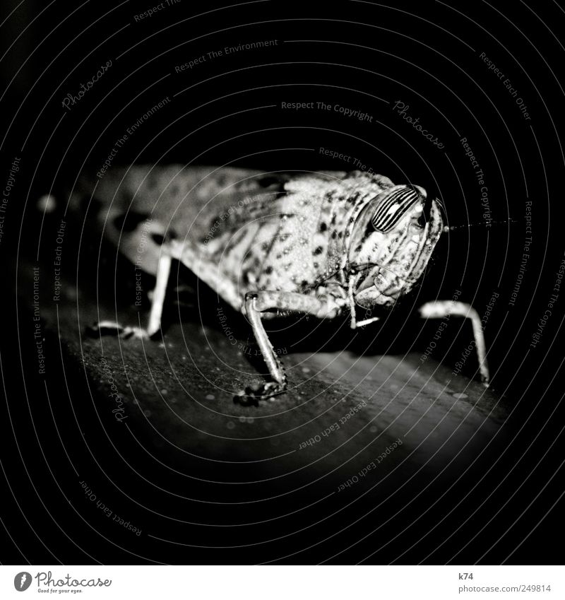 grasshopper Locust Looking Wait Stagnating Striped Eyes Pattern Black & white photo Close-up Night Artificial light Light Shadow Contrast Deep depth of field