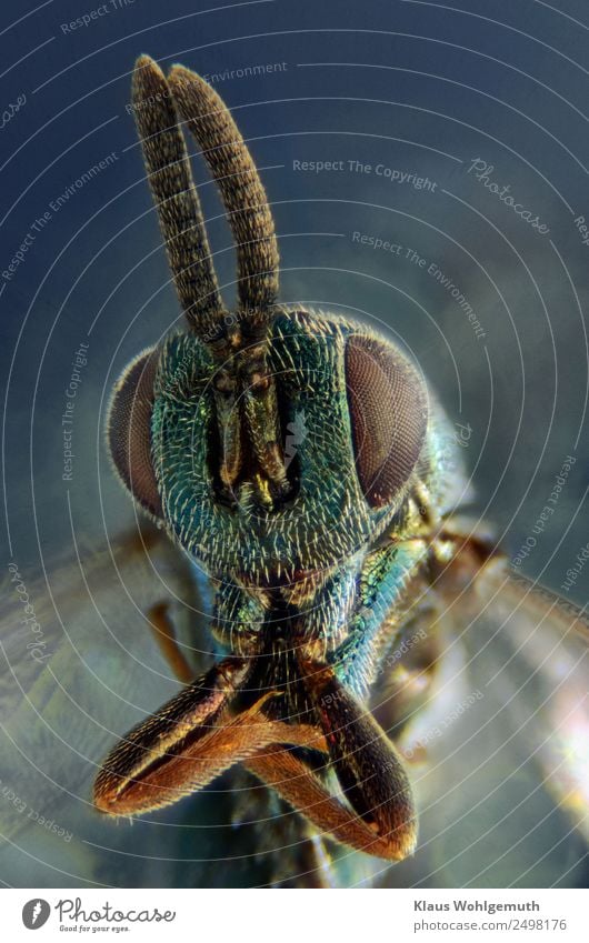 chalcid wasp very big Environment Nature Animal Summer Dead animal Wasps 1 Esthetic Exotic Glittering Creepy Blue Brown Turquoise Photomicrograph Microscope