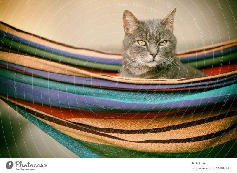 Grey cat in a hammock Living or residing Garden Bed Animal Pet Cat Animal face Pelt 1 Observe Hang Crouch Looking Sit Wait Beautiful Cute Multicoloured Gray