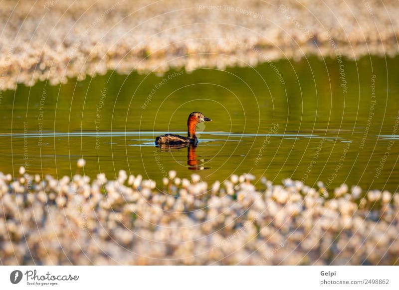 Little grebe swing in a lake Beautiful Life Sister Nature Animal Flower Leaf Pond Lake Bird Small Wild Blue Brown Green Red Black White Colour water wildlife