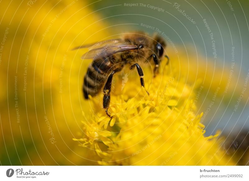 Honey bee collects yellow pollen on flowers Plant Blossom Garden Meadow Bee Touch To hold on Flying To feed Yellow Pollen Accumulate Sprinkle Nectar