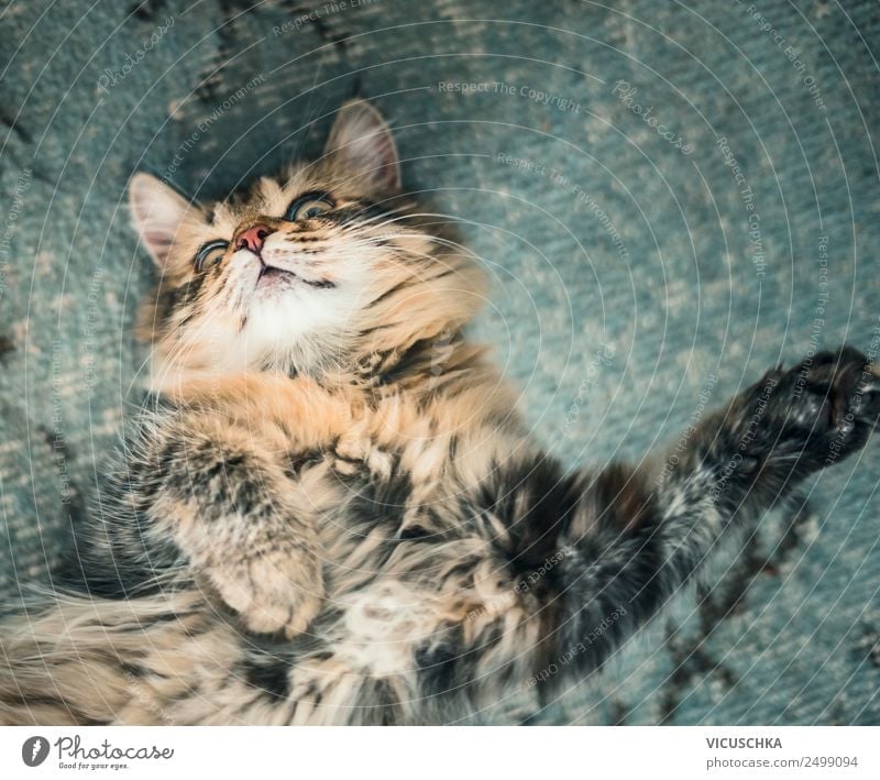 Fluffy cat lies snugly on the back, top view fluffy adorable animal animals background beautiful blanket blue cats child comfort comfortable cozy cute domestic