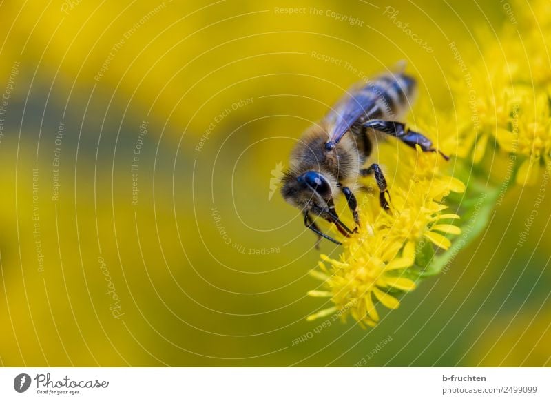 Bee on yellow blossom Plant Blossom Utilize To hold on Flying Yellow Honey bee Collection Pollen flower nectar Nectar Summer Colour photo Exterior shot Close-up