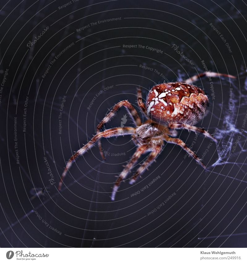 Pretty cross spider sits in her web waiting for prey Hair Animal Spider Animal face 1 Wait Blue Red White Spider's web Spider legs Cobwebby Cross spider Pattern