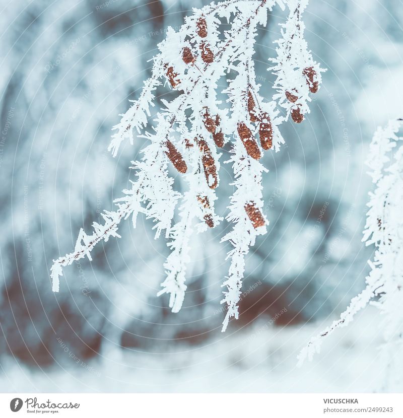 Frozen tree branches with snow and frost Lifestyle Winter Christmas & Advent Nature Beautiful weather Snow Design Frost Hoar frost Branch Colour photo