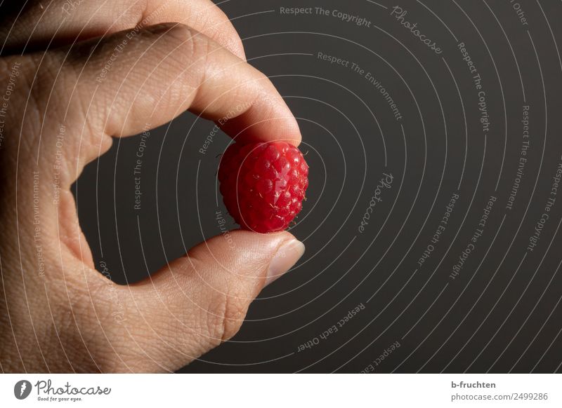 raspberry Fruit Man Adults Hand Fingers To hold on Fresh Raspberry Individual 1 Berries Candy Delicious Vitamin-rich Colour photo Interior shot Studio shot