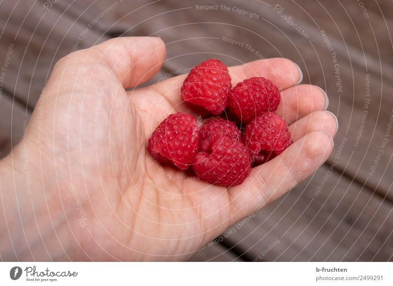 fresh raspberries Fruit Organic produce Man Adults Hand Fingers Garden Wood Select To hold on Fresh Healthy Red Raspberry Berries Delicious Candy Vitamin