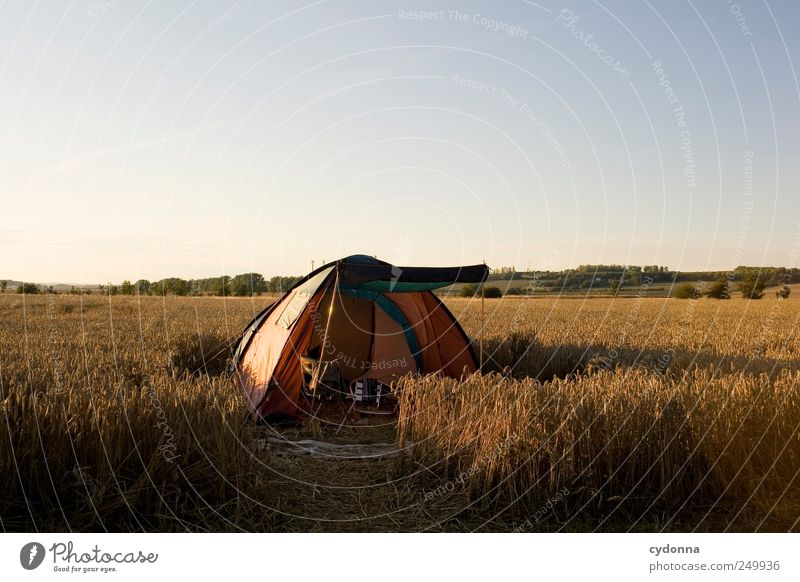 A tent in the cornfield, that's always free. Lifestyle Well-being Relaxation Calm Leisure and hobbies Vacation & Travel Adventure Far-off places Freedom Camping