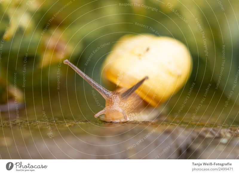 at snail's pace Nature Animal Farm animal Snail 1 Yellow Colour photo Exterior shot Macro (Extreme close-up) Copy Space bottom Day Animal portrait