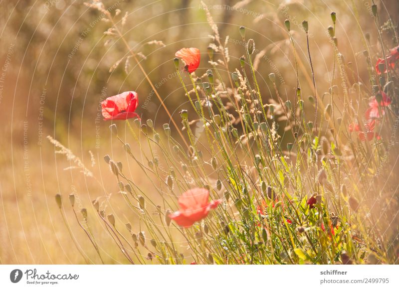 I dont like Mohndays III Environment Nature Plant Summer Beautiful weather Grass Bushes Meadow Field Blossoming Yellow Gold Red Poppy Poppy blossom Poppy field
