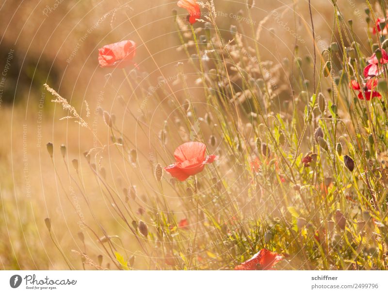 I dont like Mohndays II Environment Nature Plant Sunlight Summer Warmth Grass Bushes Meadow Field Blossoming Yellow Gold Orange Red Meadow flower Flower meadow
