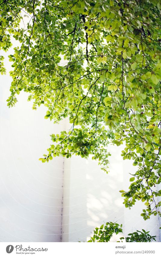 sunny to cheerful Summer Leaf Foliage plant Wall (barrier) Wall (building) Natural Green Colour photo Exterior shot Deserted Copy Space bottom Day Sunlight