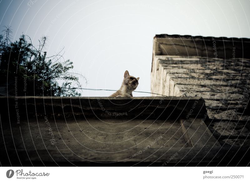 mouse perspective Sky Cloudless sky Plant Bushes Foliage plant Old town Wall (barrier) Wall (building) Facade Pet Cat Wait Observe Vantage point Colour photo