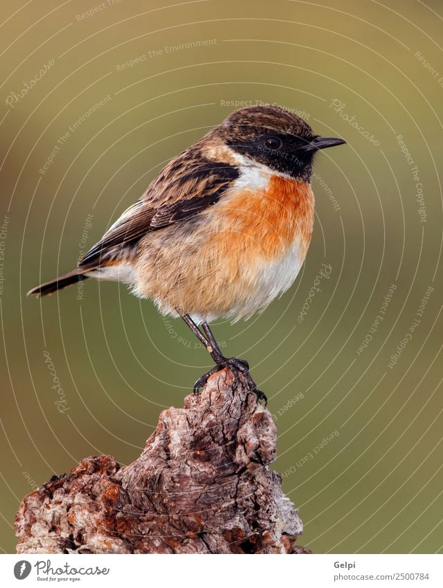 Pretty bird Beautiful Life Man Adults Environment Nature Animal Bird Small Natural Wild Brown Green White stonechat wildlife common perched background passerine