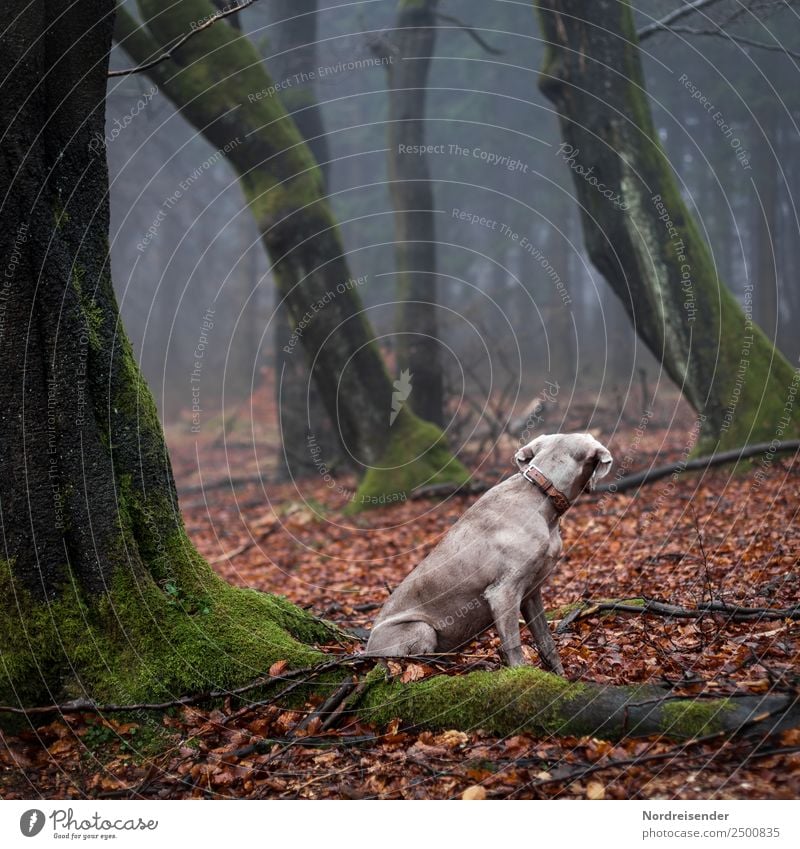 Thriller instinct. Nature Landscape Elements Autumn Fog Rain Tree Forest Virgin forest Animal Pet Dog 1 Observe Wait Safety Secrecy Love of animals