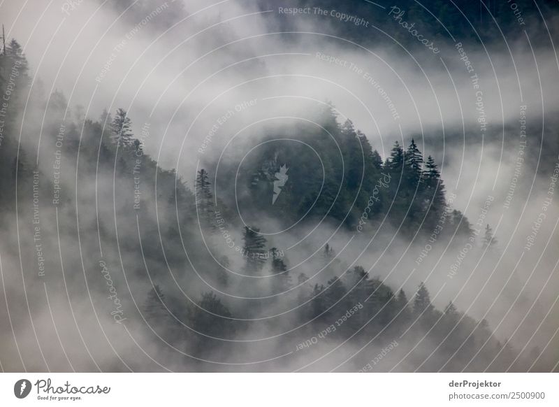 Waft of fog over a coniferous forest Vacation & Travel Tourism Trip Adventure Far-off places Freedom Expedition Mountain Hiking Environment Nature Landscape