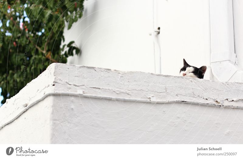 On the wall in ambush Animal Cat 1 Stone Observe White Colour photo Exterior shot Shallow depth of field Animal portrait Looking into the camera Forward