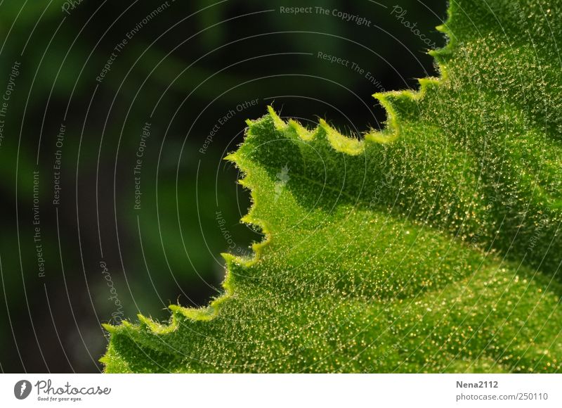 odd Nature Plant Drops of water Leaf Agricultural crop Green Damp Dew morning dew Zucchini Diagonal Colour photo Exterior shot Close-up Detail