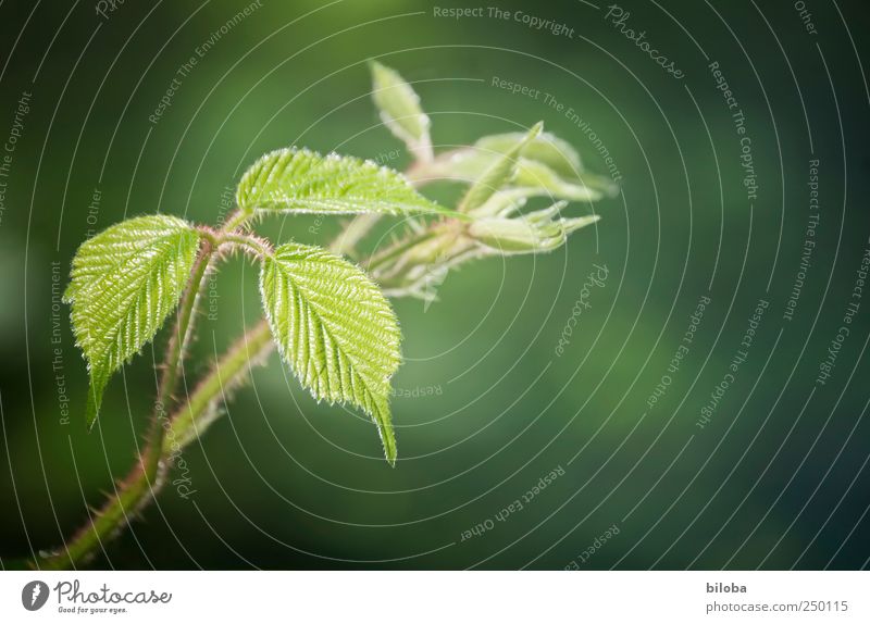 In new freshness Leaf Blackberry Thorny Spine Green Red Nature Fresh New Spring Exterior shot Deserted Copy Space right Shallow depth of field