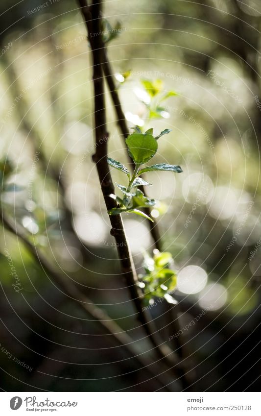 in the early days Nature Drops of water Plant Tree Foliage plant Garden Natural Green Leaf Branch Blur Damp Colour photo Exterior shot Close-up
