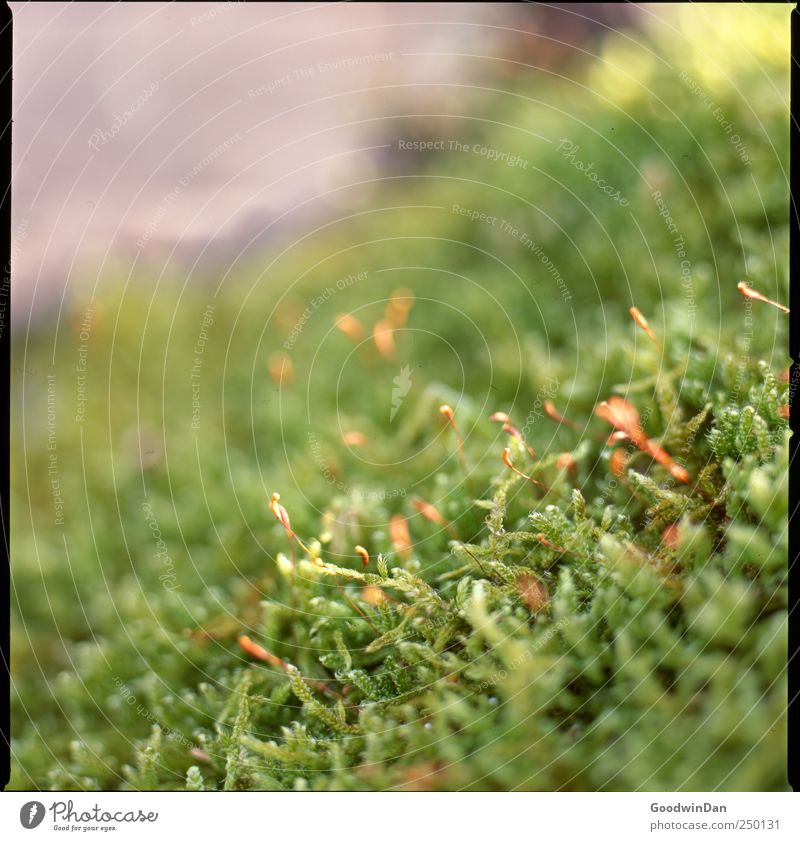 St. James Park. Environment Nature Plant Moss Authentic Simple Beautiful Many Colour photo Exterior shot Deserted Day Twilight Light Blur Shallow depth of field