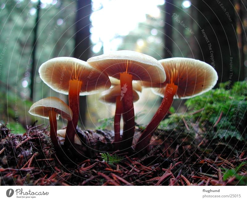 mushroom group Forest Back-light Plant Brown Depth of field Mushroom Macro (Extreme close-up) Floor covering Lamp