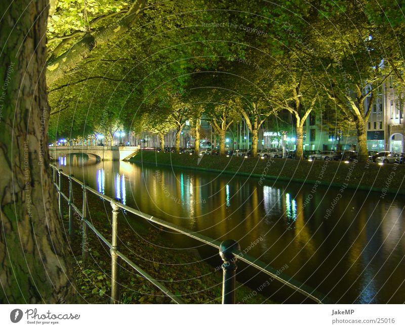 Light play in Düsseldorf Tree Modern Water lithesome Coast Evening Nature Duesseldorf Night