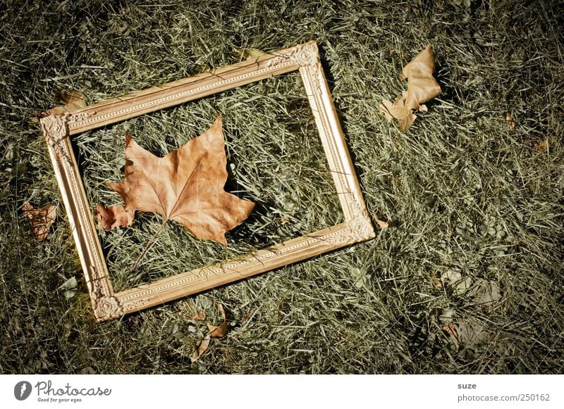 maple-leaf-picture-frame-white Environment Nature Autumn Beautiful weather Leaf Meadow Exceptional Natural Gold Green Autumn leaves Ground Picture frame Frame