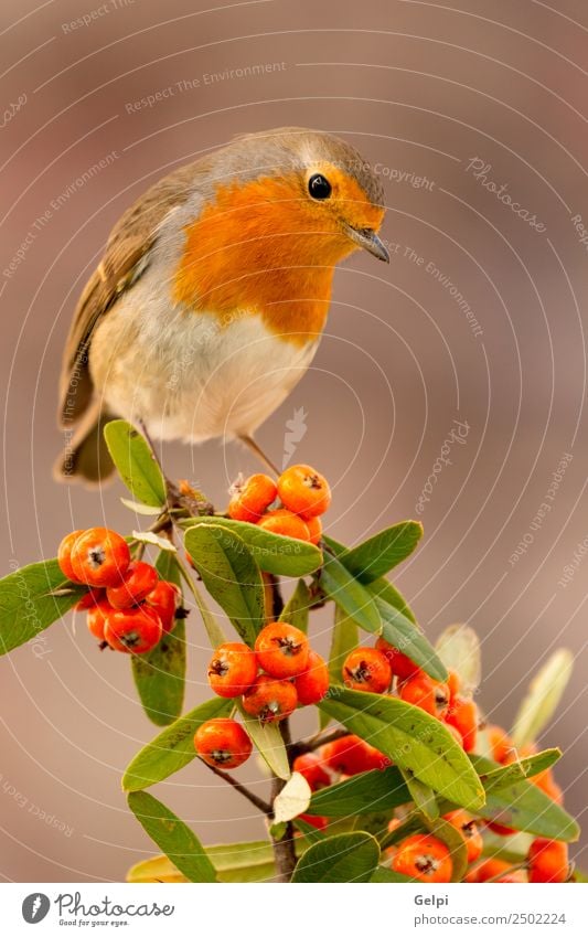 Pretty bird Beautiful Life Man Adults Environment Nature Animal Autumn Bird Small Natural Wild Brown White wildlife robin Berries red fruit branch common