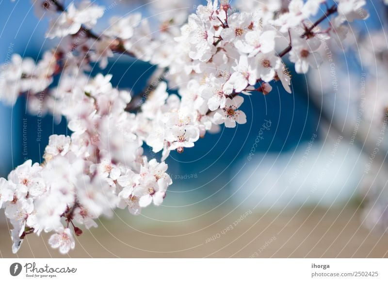cherry blossom in early spring Nature Plant Spring Tree Flower Blossom Blossoming Pink White Cherry blossom Cherry tree Cherry tree wood Flourish Colour photo
