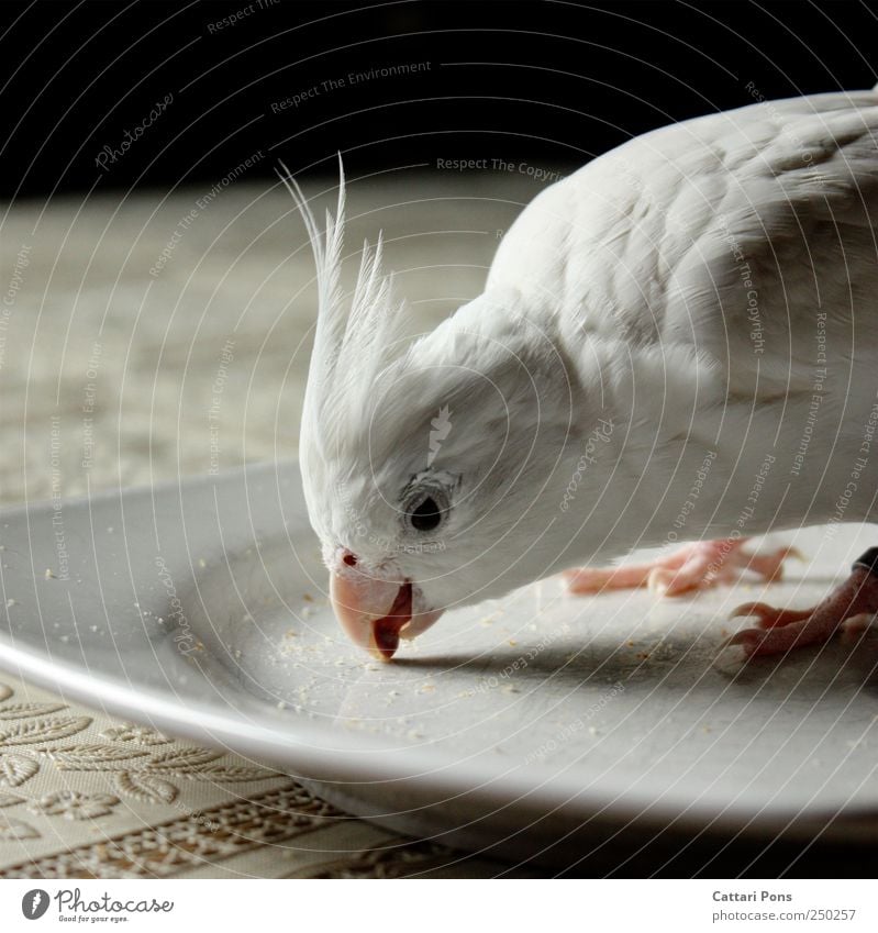Eat it all up! Animal Pet Bird 1 Select Touch To enjoy Near Natural Beautiful Plate Edge of a plate Crumbs Tongue Beak Feather Claw Pattern White Bright