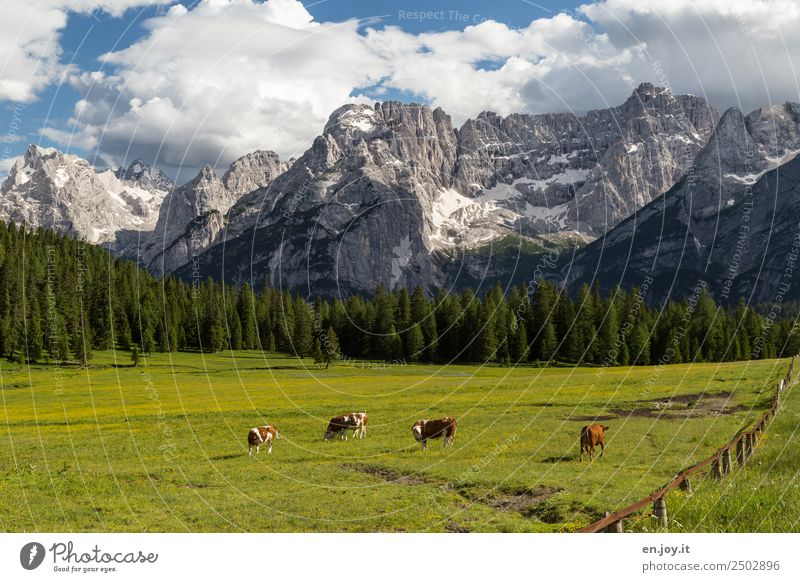 happiness Vacation & Travel Trip Summer vacation Mountain Nature Landscape Clouds Spring Meadow Forest Rock Alps Dolomites Peak Cow 4 Animal To feed Green