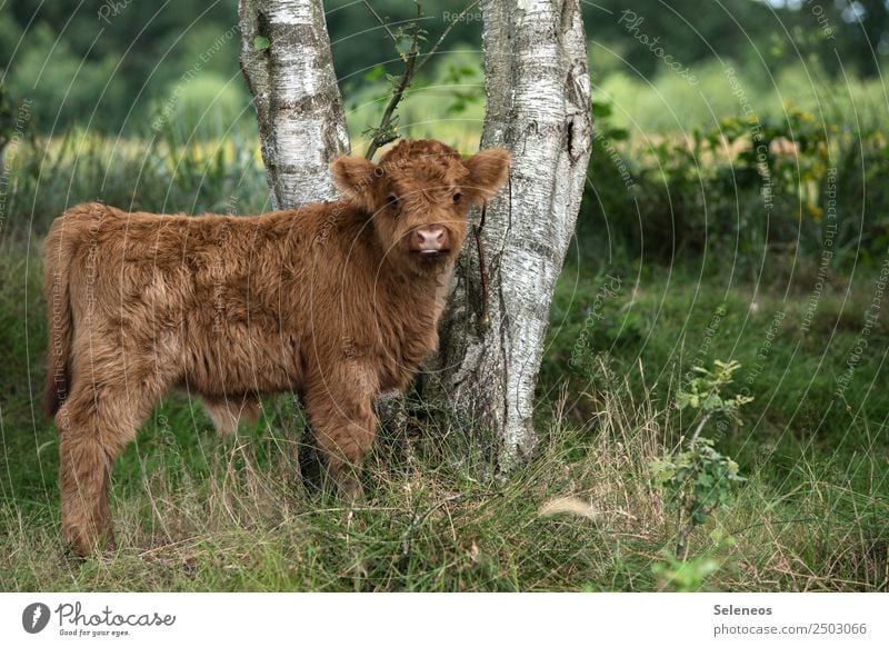 Young cattle Cattle Calf Nature Animal Animal portrait Exterior Farm animal Cow Exterior shot Baby animal Meadow Willow tree Brown Pelt Cattle farming