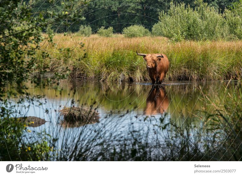 wet hooves Cow Animal Wild animal Water Lake Pond bank Lakeside Nature Environment Exterior shot Colour photo Deserted Grass Landscape Reflection