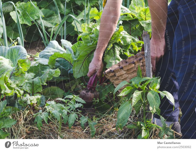 Farmer's hands picking red beets in the orchard. Vegetable Nutrition Vegetarian diet Diet Agriculture Forestry Industry Man Adults Hand 1 Human being Nature