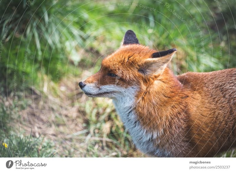 European Red Fox Relaxation Adults Nature Landscape Animal Grass Wild alert background British Carnivore England european red fox fauna low angle Mammal Native