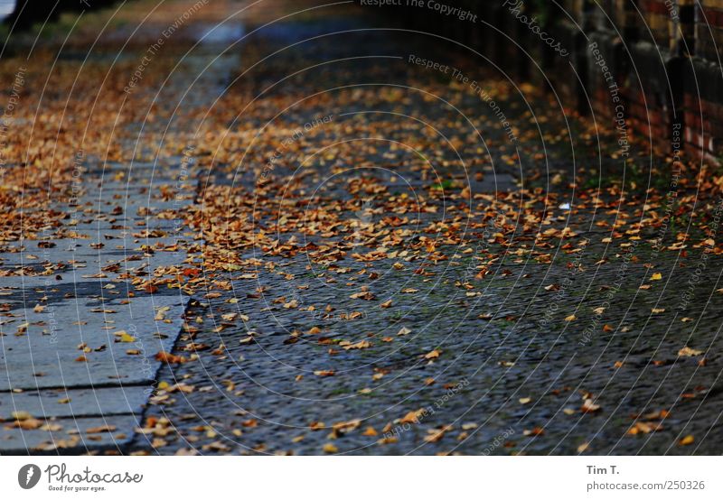 Autumn also in Berlin Downtown Old town Deserted Grief Lanes & trails Colour photo Exterior shot Day