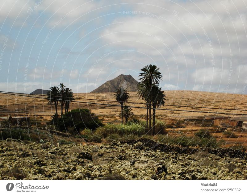 lonely mountain Vacation & Travel Far-off places Summer Environment Nature Landscape Plant Earth Sky Clouds Beautiful weather Drought Tree Palm tree Field