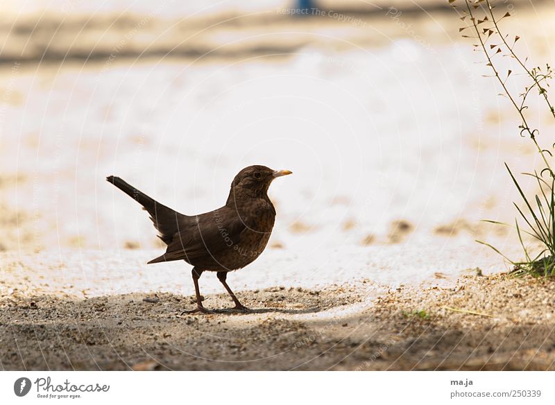 number twenty Sand Beautiful weather Grass Wild animal Blackbird 1 Animal Brown Yellow Green Colour photo Subdued colour Exterior shot Copy Space top Day