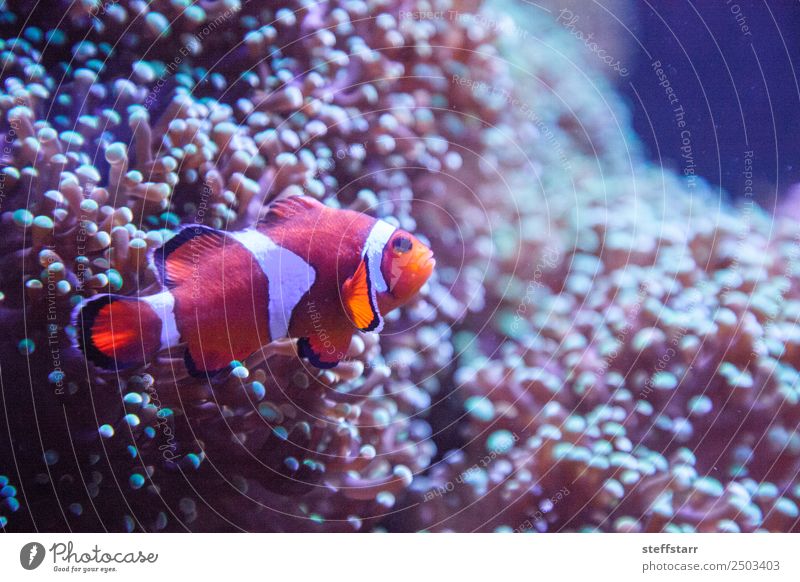 Ocellaris clownfish Amphiprion ocellaris Coral reef Animal Wild animal Fish Animal face 1 Orange White Clown fish orange fish marine fish tropical fish anemone